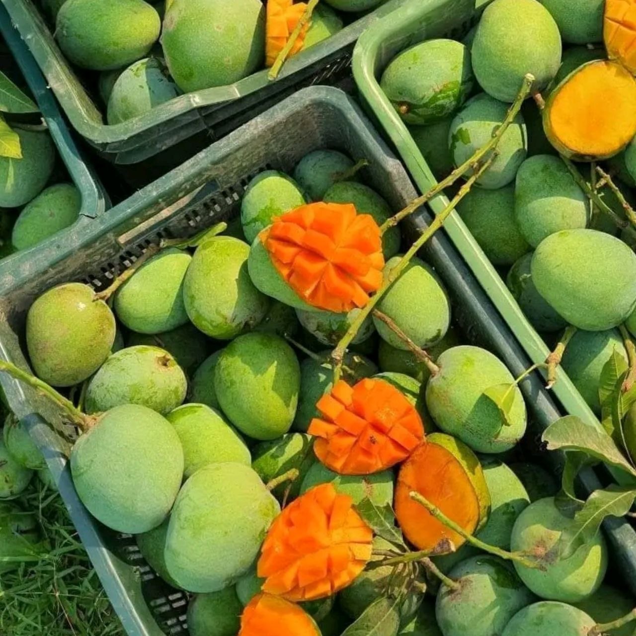 হিম সাগর (10কেজি)