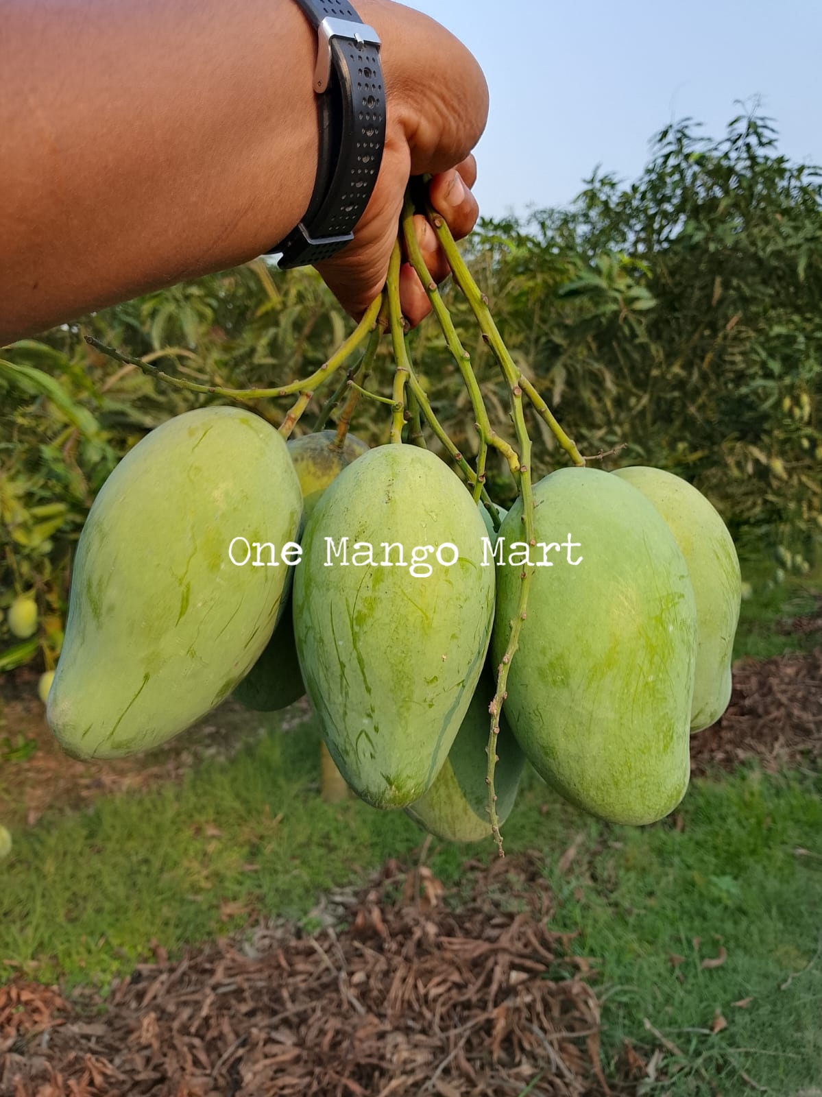 আম্রপালি (১২ কেজি)